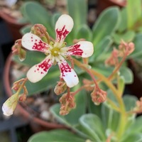 Saxifraga  'Rainsley Seedling'